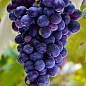 Эксклюзив! Виноград фиолетово-синий "Затмение" (премиальный винный сорт, устойчив к заболеваниям плодов и гроздьев)