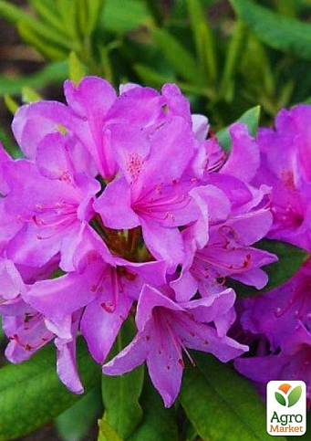 Рододендрон катевбінський "Боурзалт" (Rhododendron Catawbiense Boursault) вазон Р13