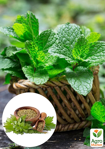 Мята Кориандровая "Mentha gracilis" 