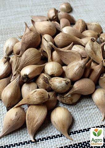 Ірис голландський "Bronze Queen" (розмір 8/9, великий) 5шт в упаковці - фото 2