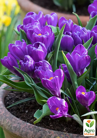 Крокус крупноцветковый "Flower Record" укорененный
