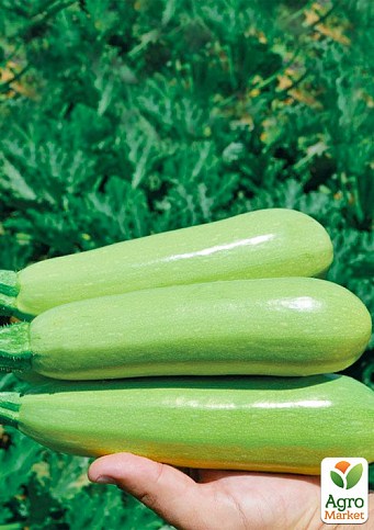 Кабачок «Теренум F1» ТМ «Lark Seeds» 500шт