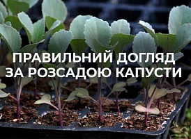 Коли висаджувати розсаду капусти | Agro-market
