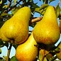 Груша "Абат Фетель" (зимовий сорт, пізній термін дозрівання)