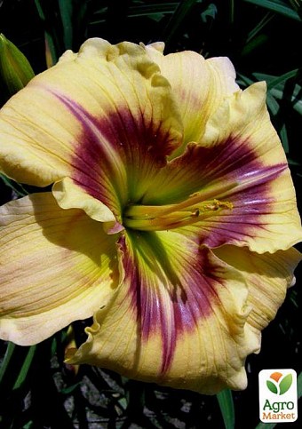 Лілійник "Violet Explosion" 1шт в упаковці