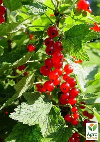 Эксклюзив! Смородина ярко-красная "Звезда" (Star) (премиальный морозостойкий сорт) - фото 5