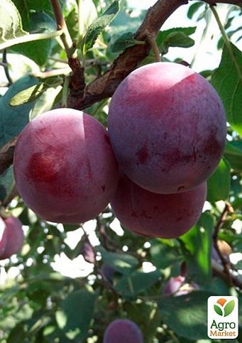 Слива "Вілора" - фото 3