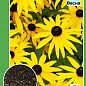 Рудбекия "Крупноцветковая" ТМ "Весна" 0.2г