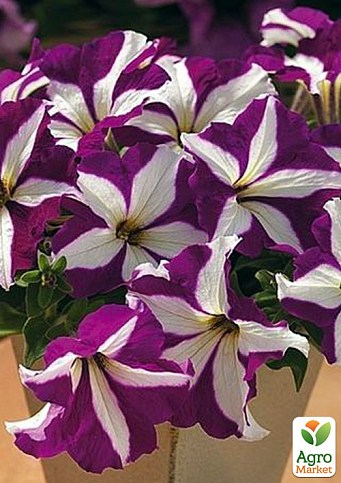 Сурфиния "Purple Star" (контейнер № 10, высота 10-15 см)