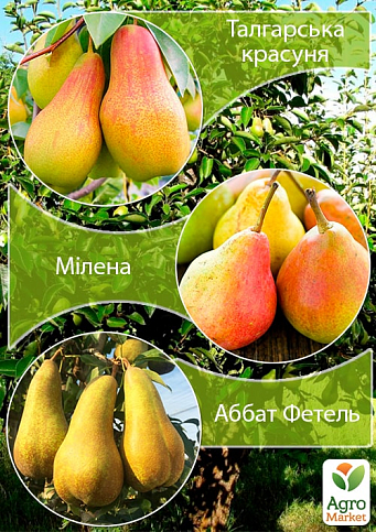 Дерево-сад Груша "Талгарская Красавица+Милена+Аббат Фетель" 