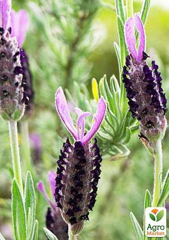 LMTD Лаванда Стэхадская 2-х летняя "Stoechas" (20-30см) - фото 4