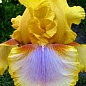 Ірис бородатий крупноквітковий "Strange Brew"
