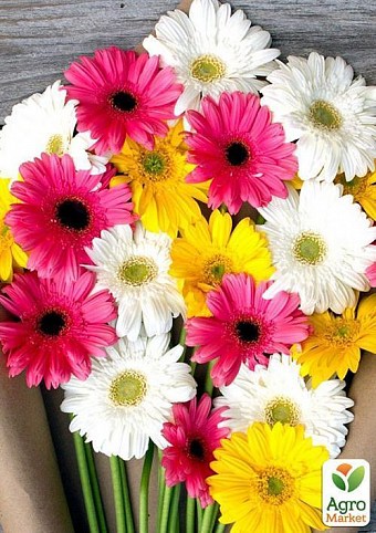 Гербера "Gerbera Colourgame mixed" дм 9 см выс. 25 см