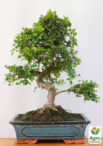 Бонсай "Zelkova"