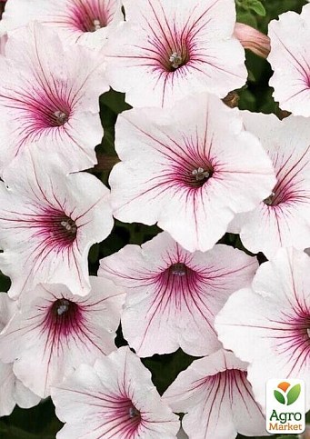 Петуния Supertunia Vista "Silver Berry" (контейнер №10, высота 10-15см)