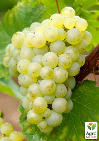 LMTD Виноград "Riesling" (сортовий, укорінений) - фото 4