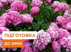 Як підготувати півонії до зими - корисні статті про садівництво від Agro-Market