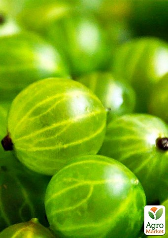 Эксклюзив! Крыжовник зелёный "Изумруд" (Emerald) (премиальный высокоурожайный сорт)
