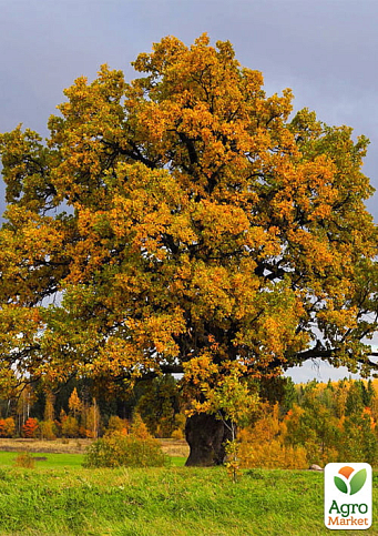 Дуб англійський звичайний (Quercus robur) С2