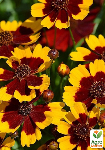 Кореопсис мутовчатый "Firefly" (многолетний, морозостойкий)