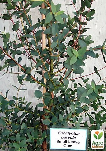 Эвкалипт "Eucalyptus" дм 13 см выс.  55 см