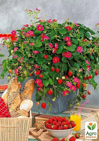 Полуниця ампельна "Рожеве Чудо" (Pink Miracle) (ремонтантний гібрид ананасового типу)