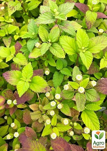Солодка трава ацтеків «Lippia dulcus» (підсолоджувач, лікарська рослина)