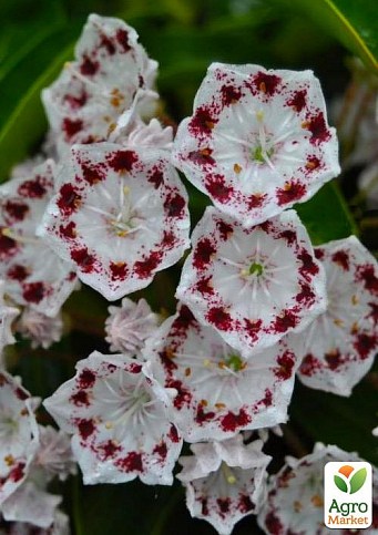 Кальмия latifolia "Nani"