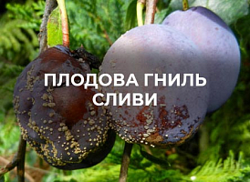 Чому сливи гниють на дереві: основні причини та методи боротьби | Agro-market​