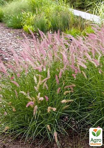Пеннисетум восточный "Flamingo", С2