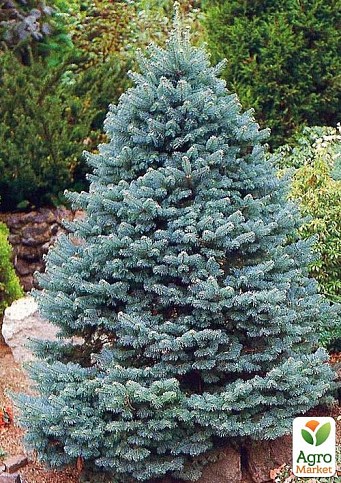Пихта Аризонская голубая (Abies Lasiocarpa var arizonica) горшок P9