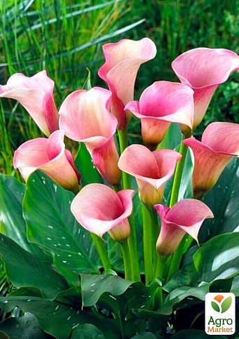 Калла "Captain Marrero"  - фото 2