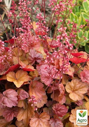 Гейхера (Heuchera) "Apricot" 