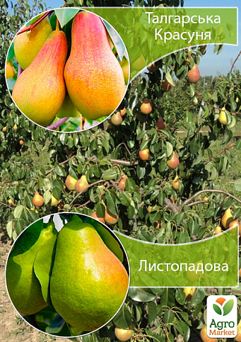 Дерево-сад Груша "Талгарська Красуня+Листопадова"