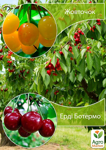 Дерево-сад Черешня "Жовточок" + Вишня "Ерді Ботермо"