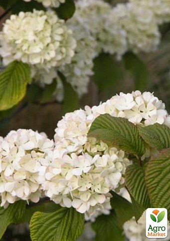 Калина складчаста "Junny" (Viburnum plicatum "Janny")