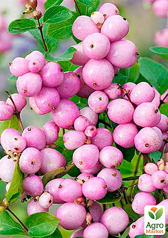 Снежноягодник Доренбоза "Mother of Pearl", С3