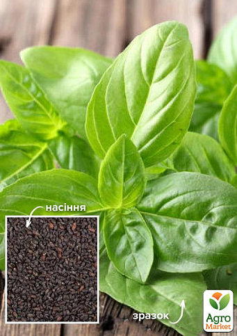 На развес Базилик зеленый "Рутан" ТМ "Весна" цена за 3г