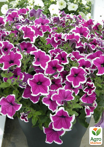 Петуния ампельная Famous "Lilac Picotee" 