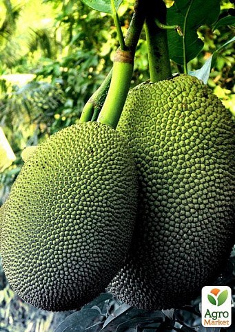 Джекфрут "Необыкновенный" ТМ "Vesna Exclusive" 10шт - фото 5