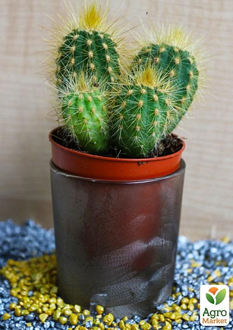 Кактус "Ватрикания" (Vatricania cluster) (Нидерланды)