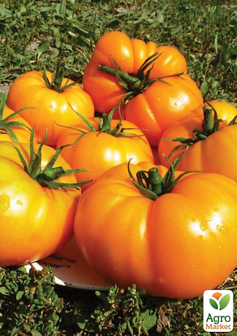 Томат "Apricot Jam" ТМ "Vesna Select" 0.2г