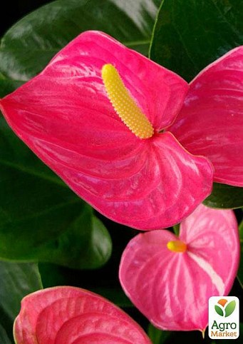 Антуриум Андре Амис "Прекрасная муза" (Anthurium Amis) дм 14 см выс. 55 см