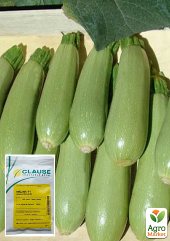 Кабачок "Саміра F1" (НМС 24017) ТМ "Clause" 500шт