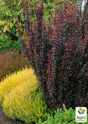 Барбарис Тунберга "Helmond Pillar" (контейнер P9) - фото 2