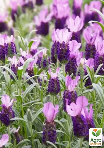 LMTD Лаванда Стехадська 2-х річна "Anouk" (20-30см) - фото 2