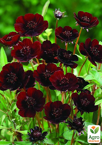 Космея Cosmos "Cherry Chocolate" (эффектный многолетник)