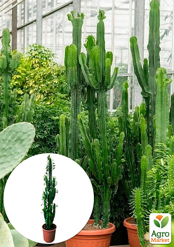 Эуфорбия Тригона "Green" (высота 80-100см)