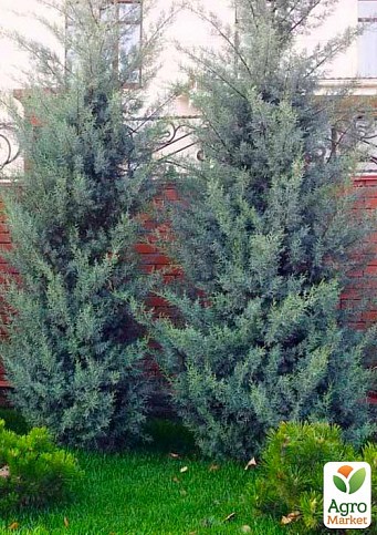 Кипарис Аризонский 5-и летний (Cupressus arizonica) высота 120-150см
