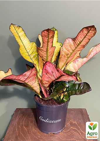 Кодиеум "Wilma" высота 35-45см
